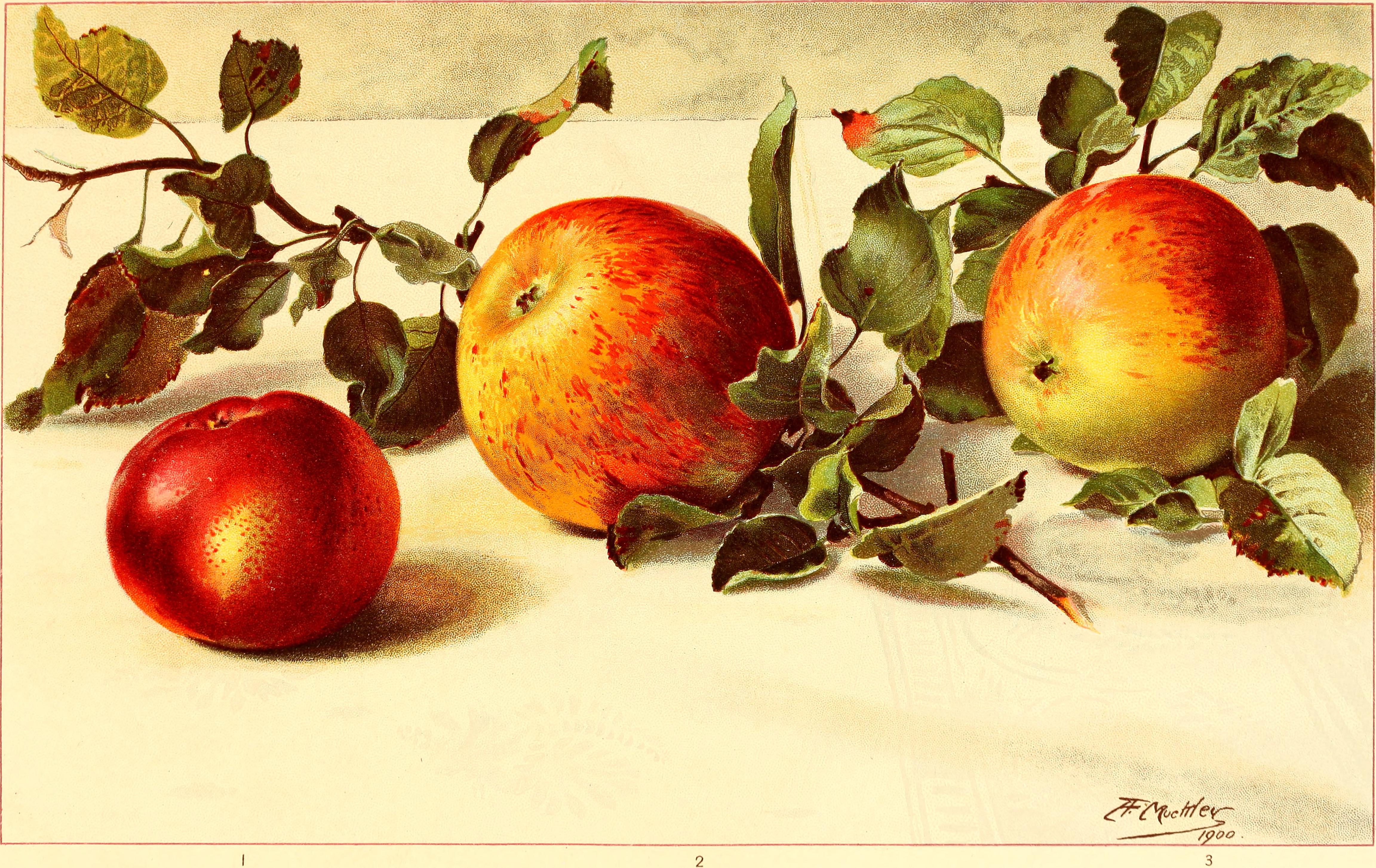 Apples with Leaves as Art